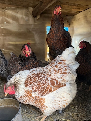 oua pentru incubat  - imagine 2