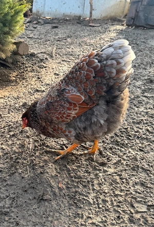 oua pentru incubat  - imagine 3