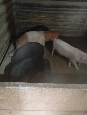 purcei de vânzare  - imagine 3