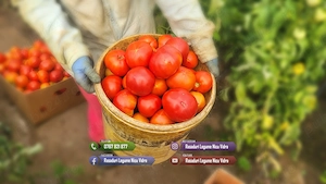 Vand Rasad de rosii ardei castraveti vinete salata | Rasaduri Legume - imagine 3