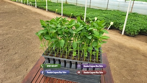 Vand Rasad de rosii ardei castraveti vinete salata | Rasaduri Legume - imagine 5