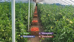 Vand Rasad de rosii ardei castraveti vinete salata | Rasaduri Legume