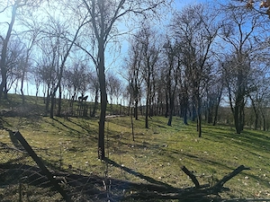 Casa și teren de vânzare  - imagine 4