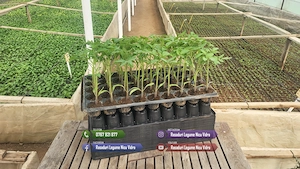 Vand Rasad de rosii ardei castraveti vinete salata | Rasaduri Legume - imagine 2