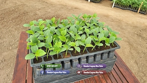 Vand Rasad de rosii ardei castraveti vinete salata | Rasaduri Legume - imagine 6