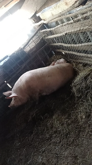 Vand purcea cu 7 porci  - imagine 3