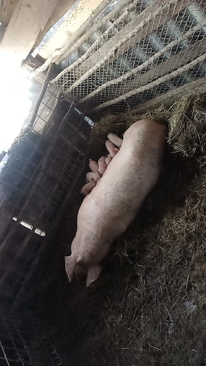 Vand purcea cu 7 porci  - imagine 2