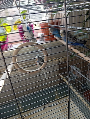 vand papagali perusi 