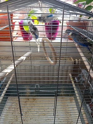 vand papagali perusi  - imagine 2