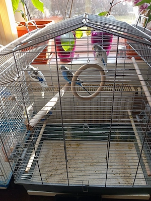 vand papagali perusi  - imagine 4