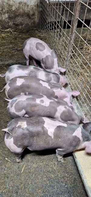 Purcei pietrean belgian