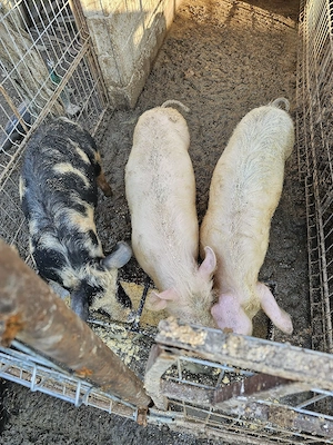 Porci landrace - imagine 2