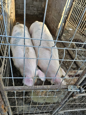 Porci landrace