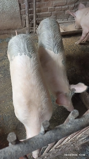 Vand purcei din august 2025 - imagine 2