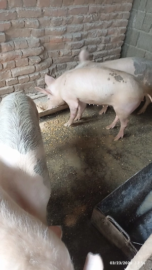 Vand purcei din august 2025 - imagine 3