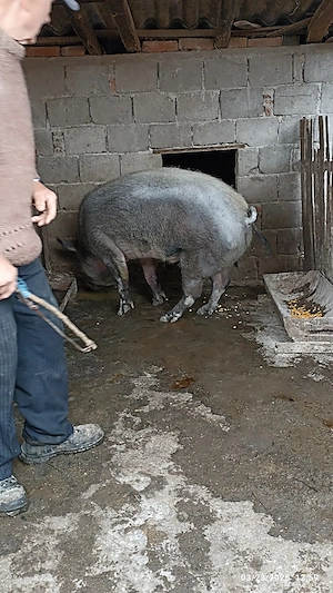 Porc de vânzare   crescut natural, ca pe vremea bunicilor - imagine 2