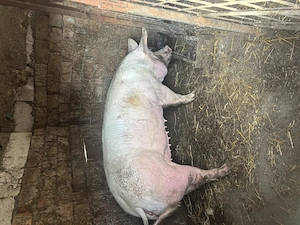 Scroafa pt sacrificat - imagine 5