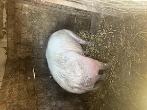 Scroafa pt sacrificat - imagine 2