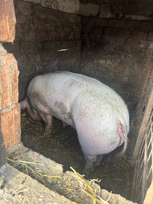 Scroafa pt sacrificat - imagine 3