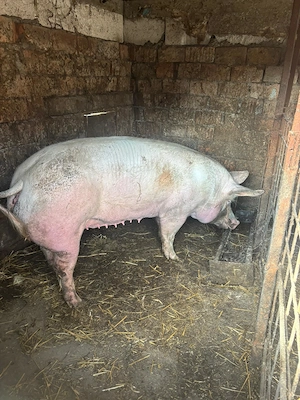 Scroafa pt sacrificat - imagine 4