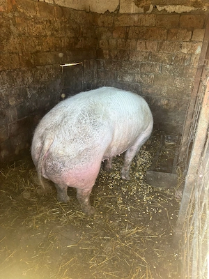 Scroafa pt sacrificat