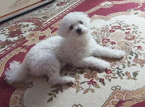 De vânzare Bișon Frise  - imagine 2