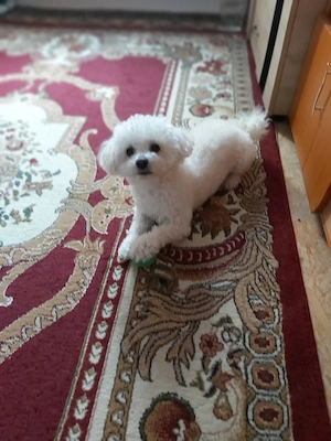 De vânzare Bișon Frise 