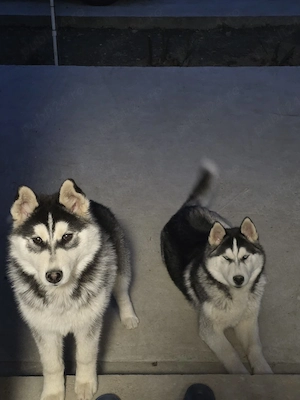 Huski Siberian  - imagine 3