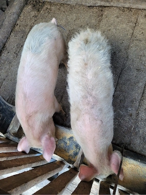 P. de vanzare    - imagine 4