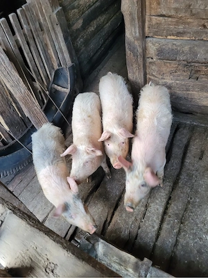 P. de vanzare    - imagine 3