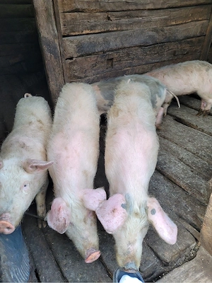 P. de vanzare    - imagine 2