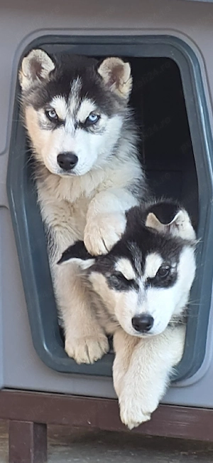 Huski Siberian  - imagine 5