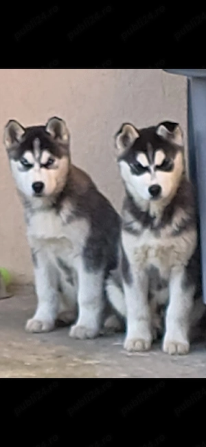 Huski Siberian  - imagine 4