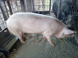 Vand scoafa de tinut sau taiat  - imagine 4