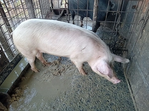 Vand scoafa de tinut sau taiat 