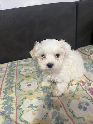bichon maltez - imagine 3