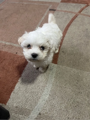 bichon maltez - imagine 4