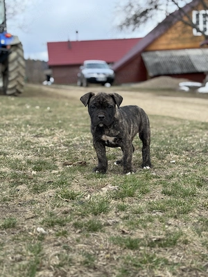 Pui Presa Canario 