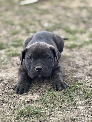 Pui Presa Canario  - imagine 3
