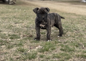 Pui Presa Canario  - imagine 2
