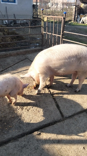 Vând porc de 130 kg - imagine 3