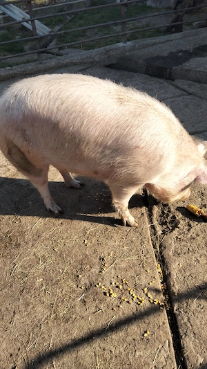 Vând porc de 130 kg