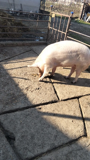 Vând porc de 130 kg - imagine 2