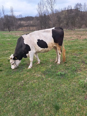 Vând vacă gestantă  - imagine 2