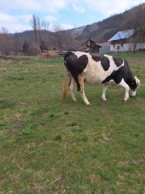 Vând vacă gestantă  - imagine 5