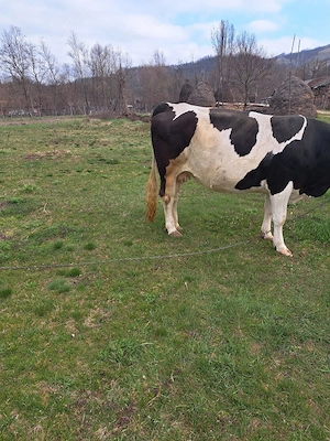 Vând vacă gestantă  - imagine 3