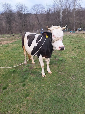 Vând vacă gestantă 