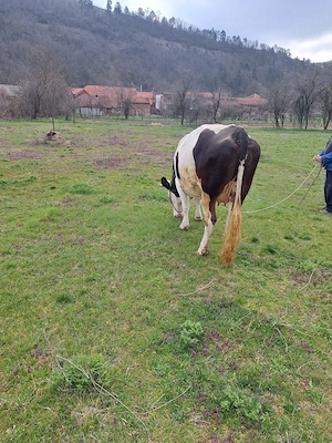 Vând vacă gestantă  - imagine 4