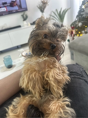 Rio își caută o domnișoară pe măsură  - imagine 2