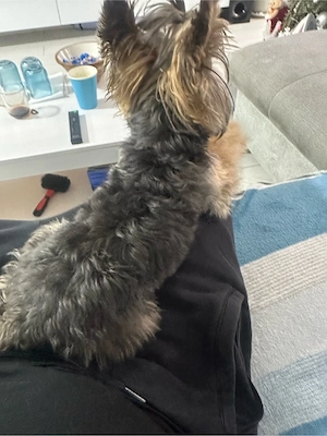 Rio își caută o domnișoară pe măsură  - imagine 3